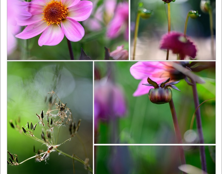 Smartphone Fotokurs