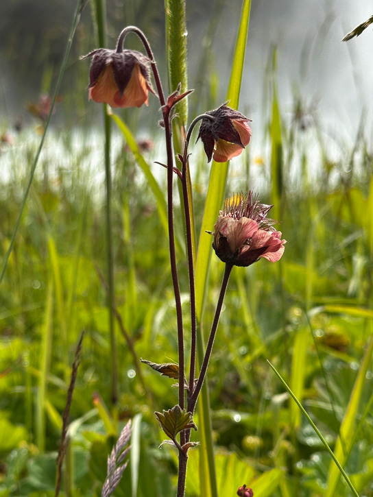 Island Juli / Aug 2025-featured_image
